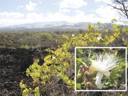Looking mauka with Maiapilo bush in foreground. Inset: Close up of Maiapilo flower. 