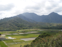 Hanalei taro fields